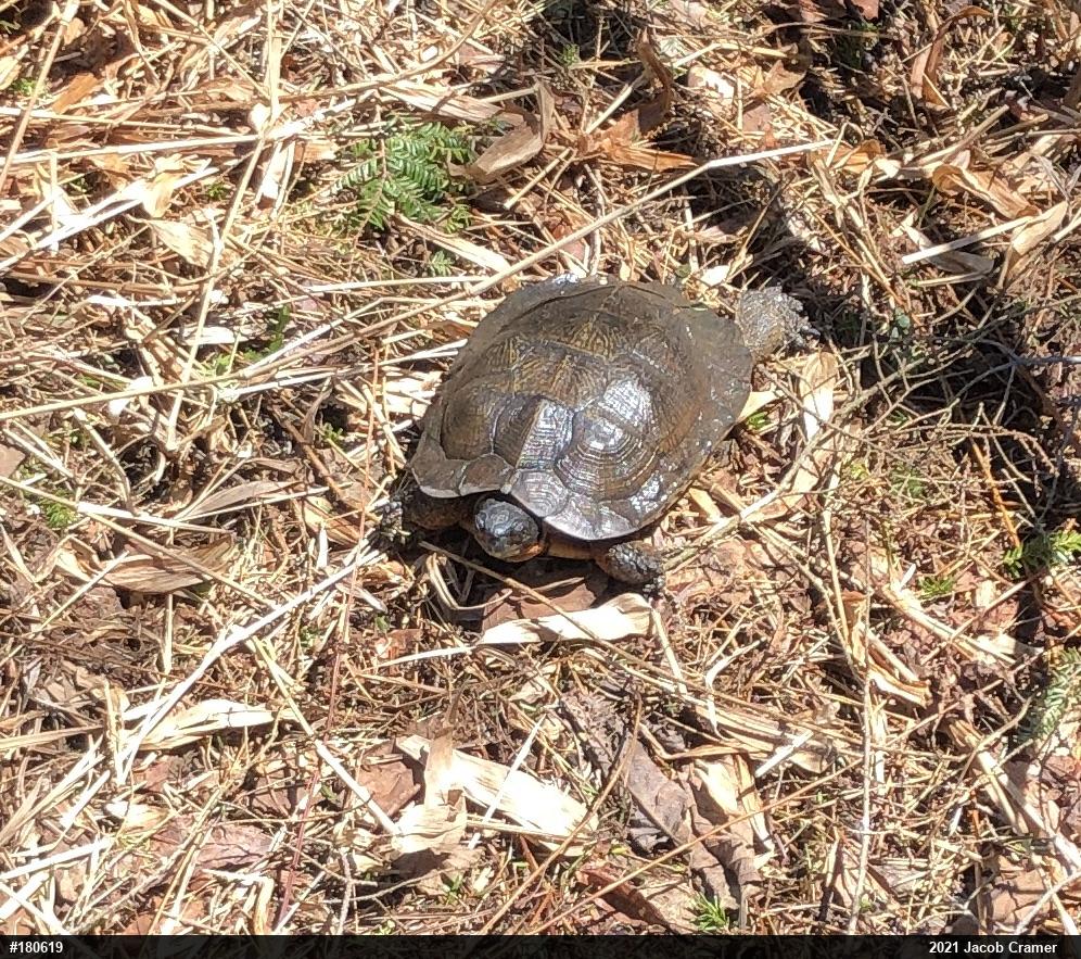 Wood Turtle
