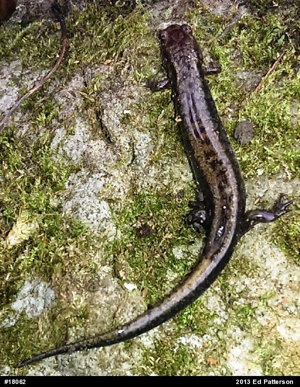 Allegheny Mountain Dusky Salamander