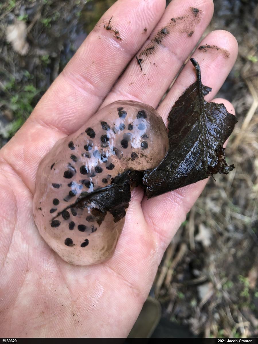 Spotted Salamander