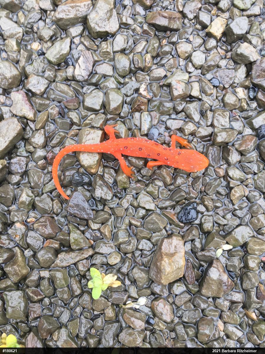 Red-spotted Newt