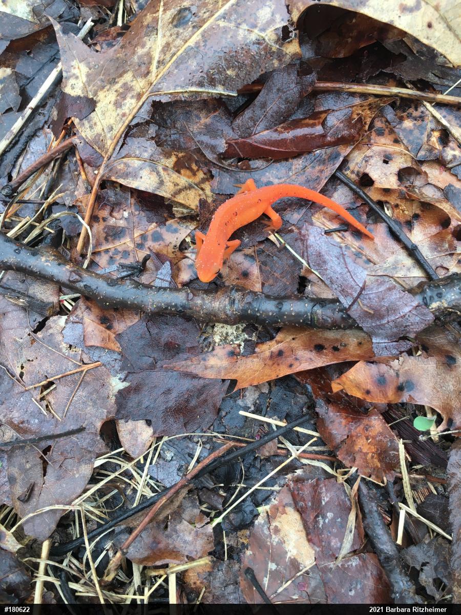 Red-spotted Newt