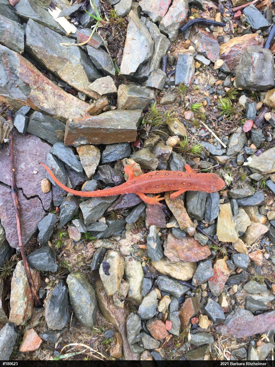 Red-spotted Newt
