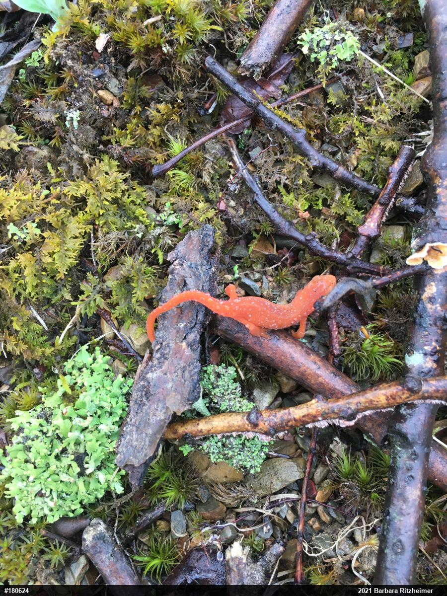 Red-spotted Newt