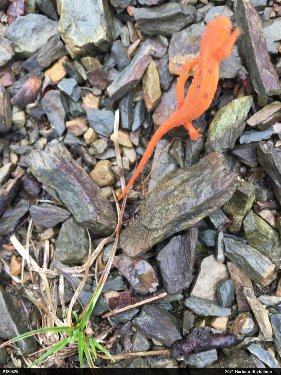 Red-spotted Newt
