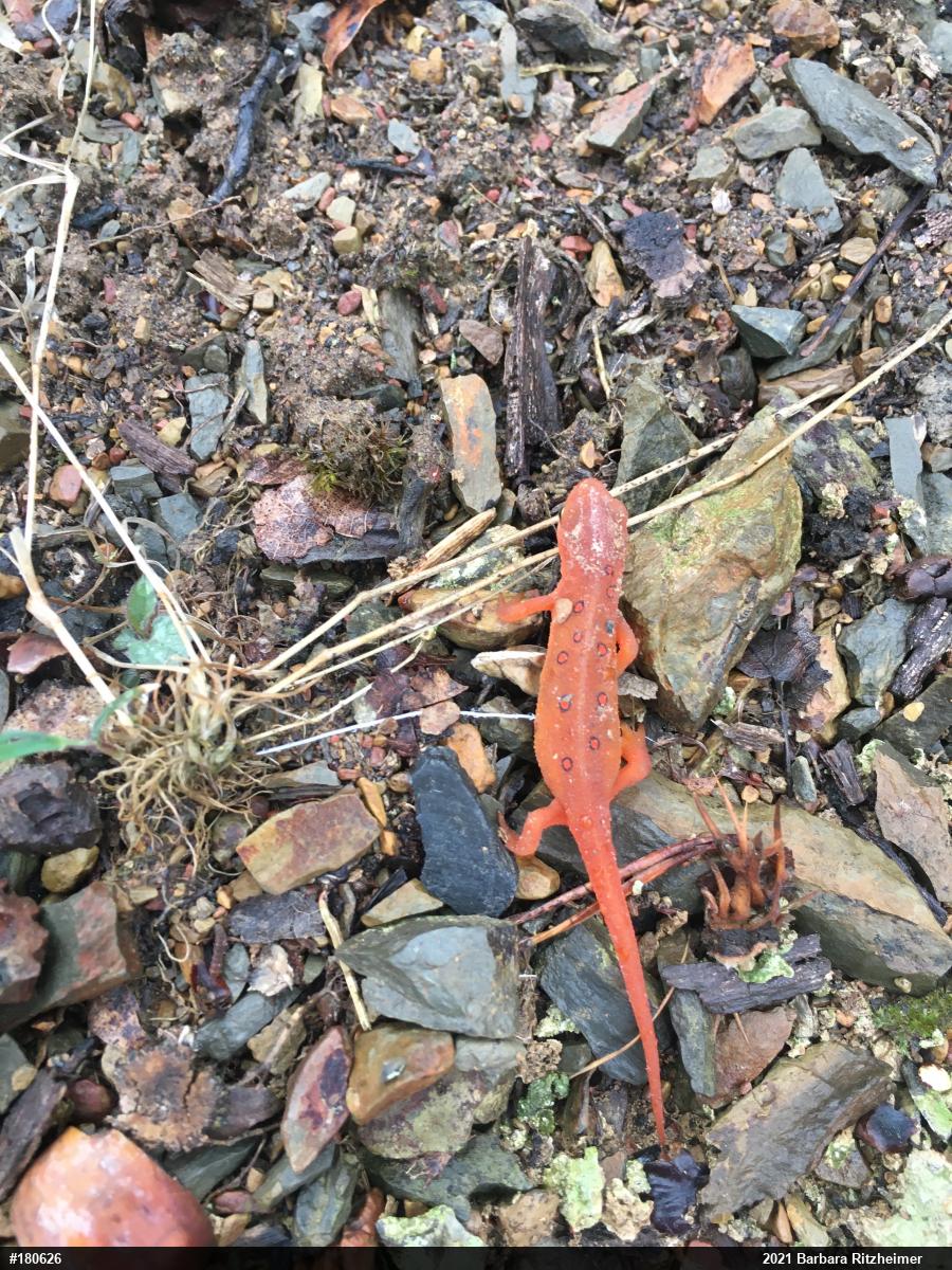 Red-spotted Newt