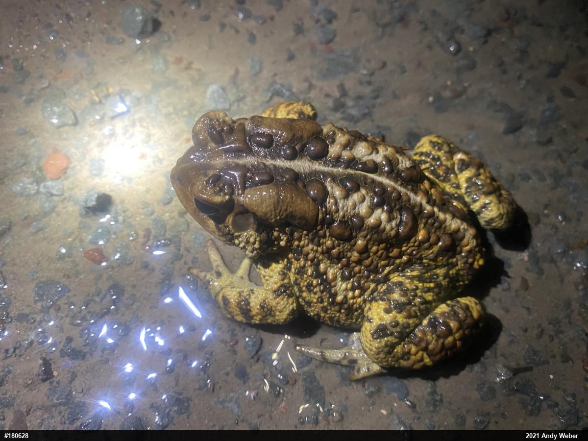 Eastern American Toad