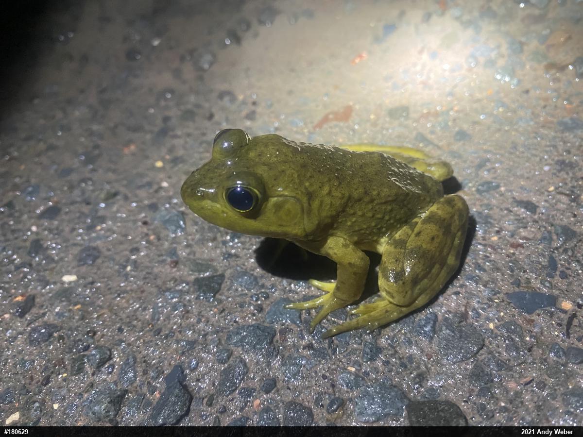 American Bullfrog