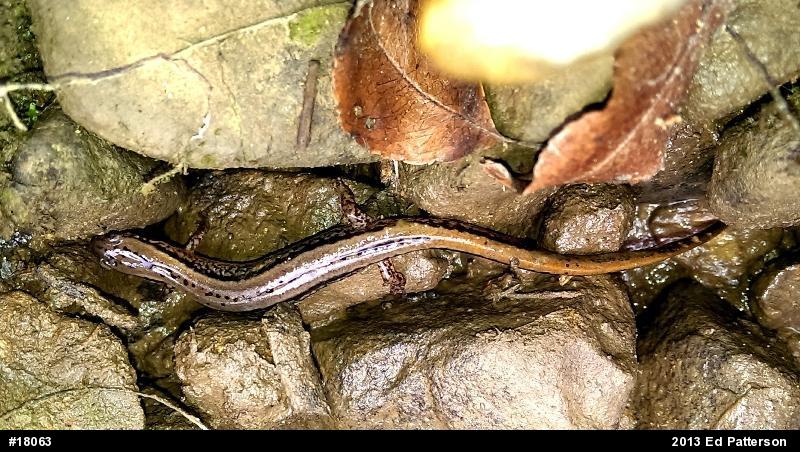 Northern Two-lined Salamander