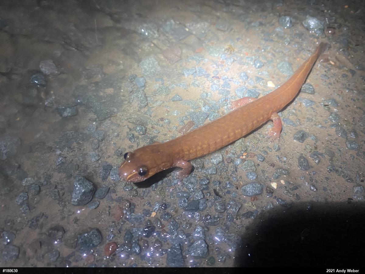 Northern Spring Salamander