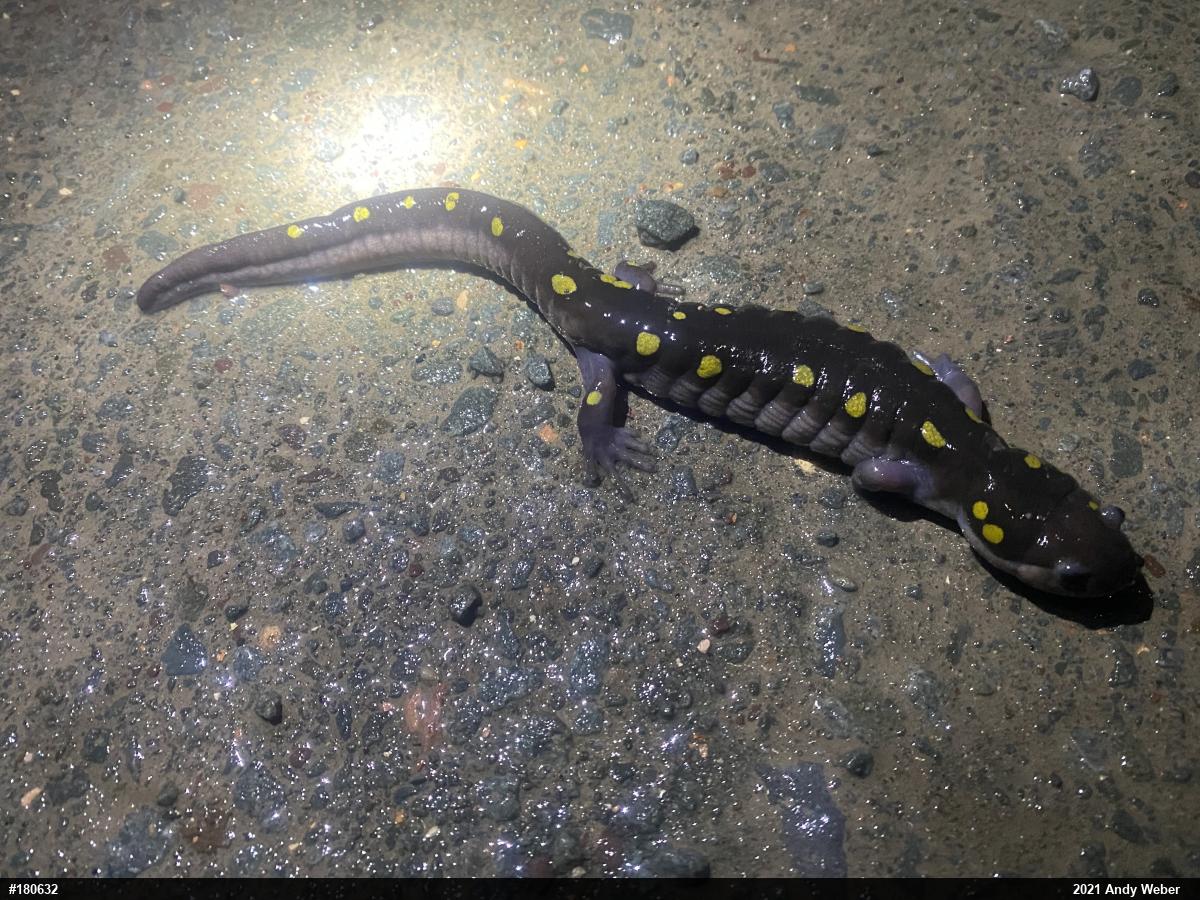 Spotted Salamander