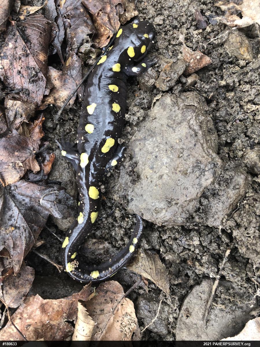 Spotted Salamander