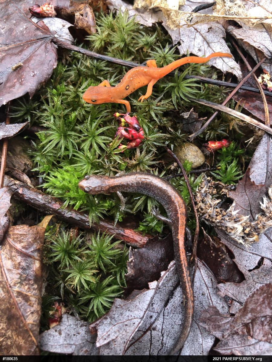 Eastern Red-backed  Salamander
