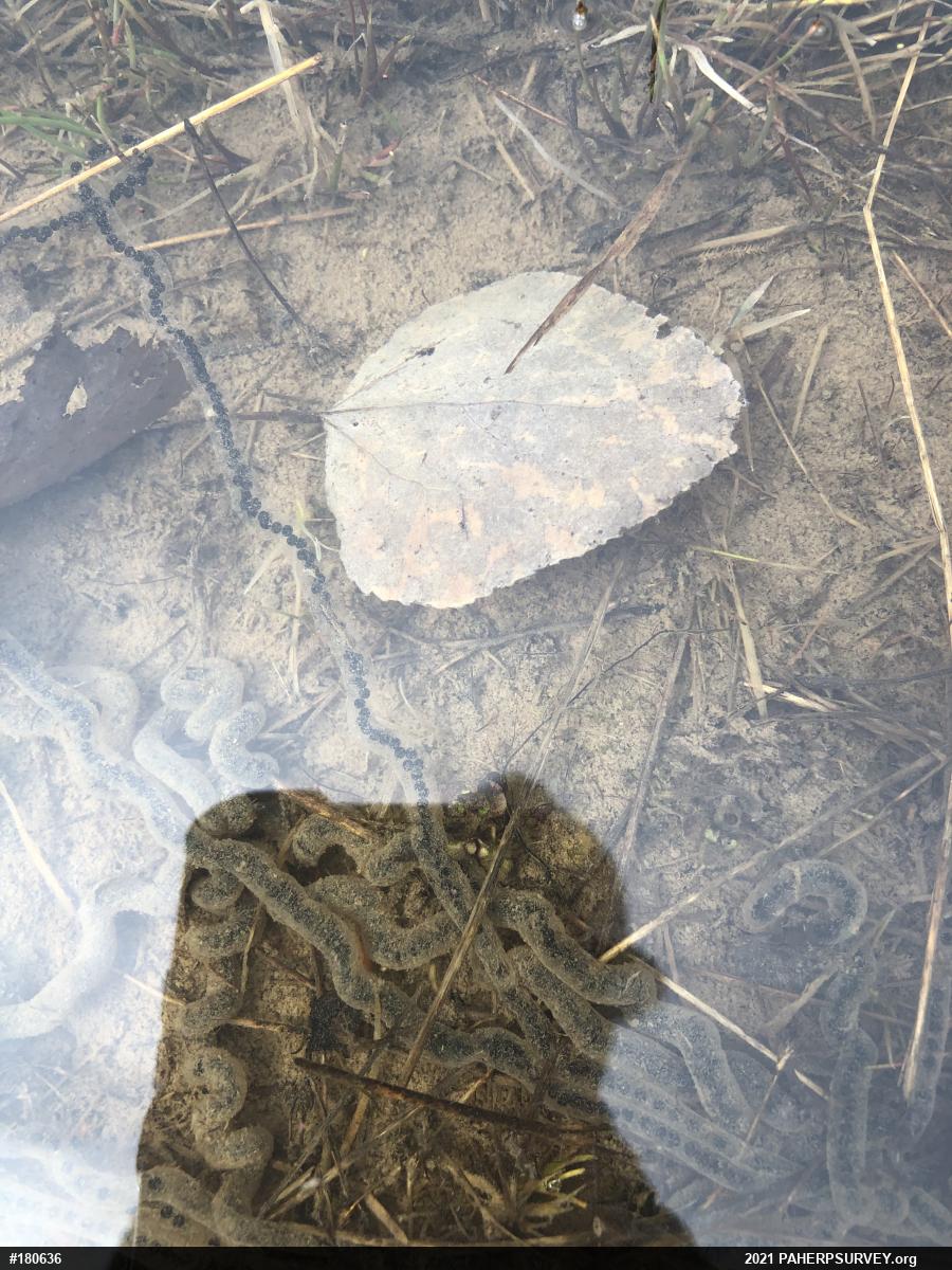True Toads