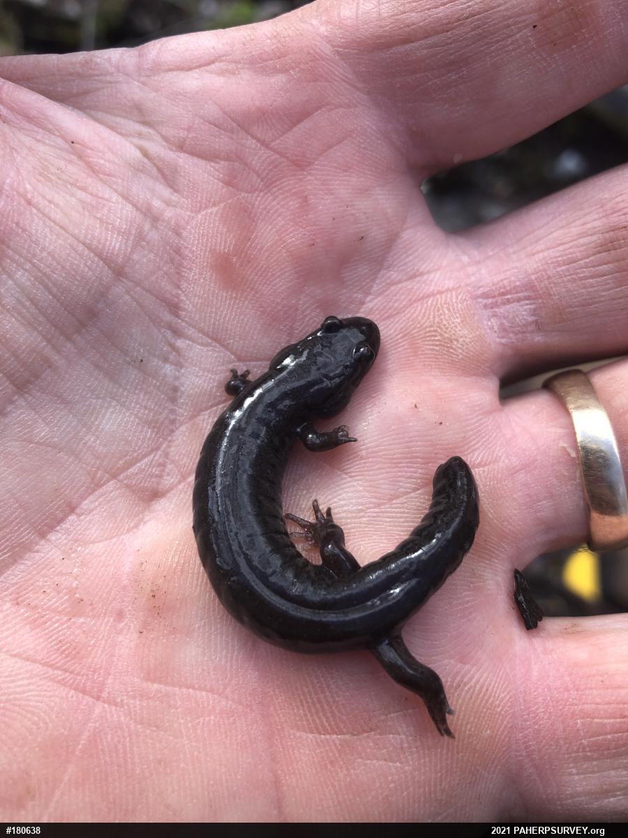 Northern Dusky Salamander