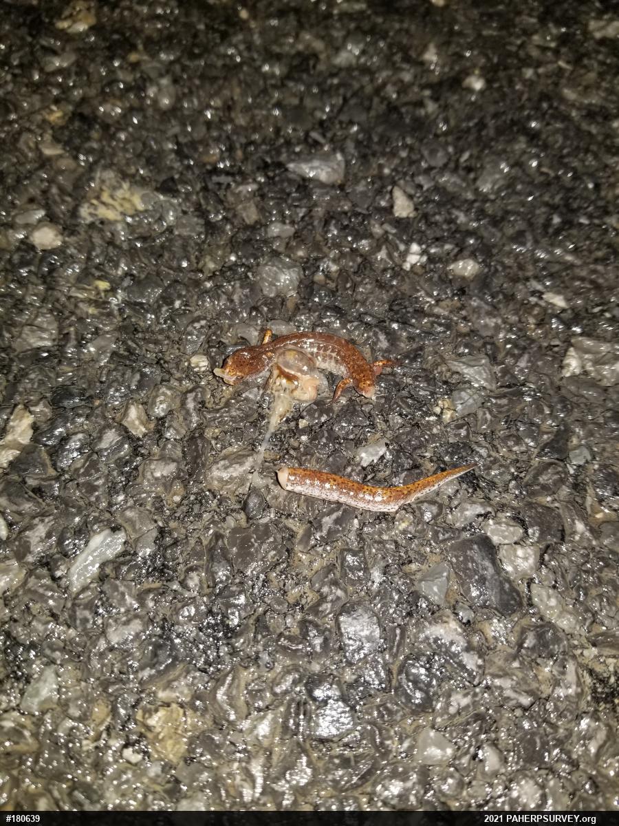 Four-toed Salamander