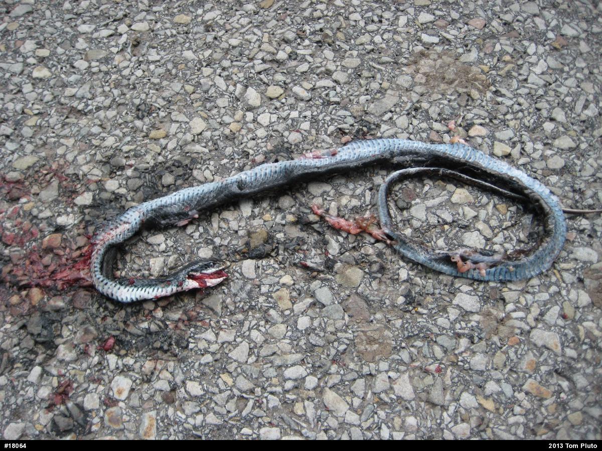 Northern Black Racer