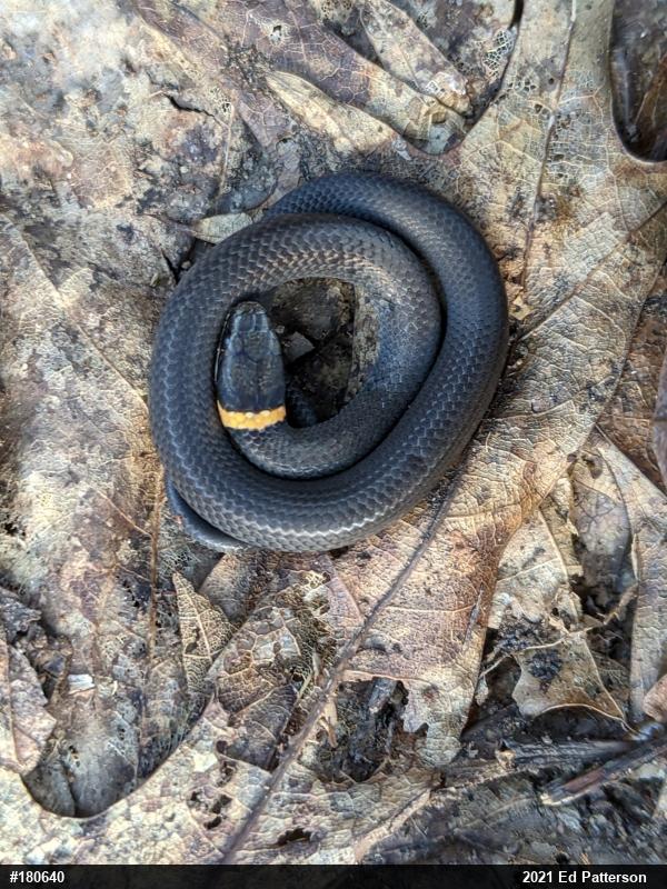 Northern Ring-necked Snake