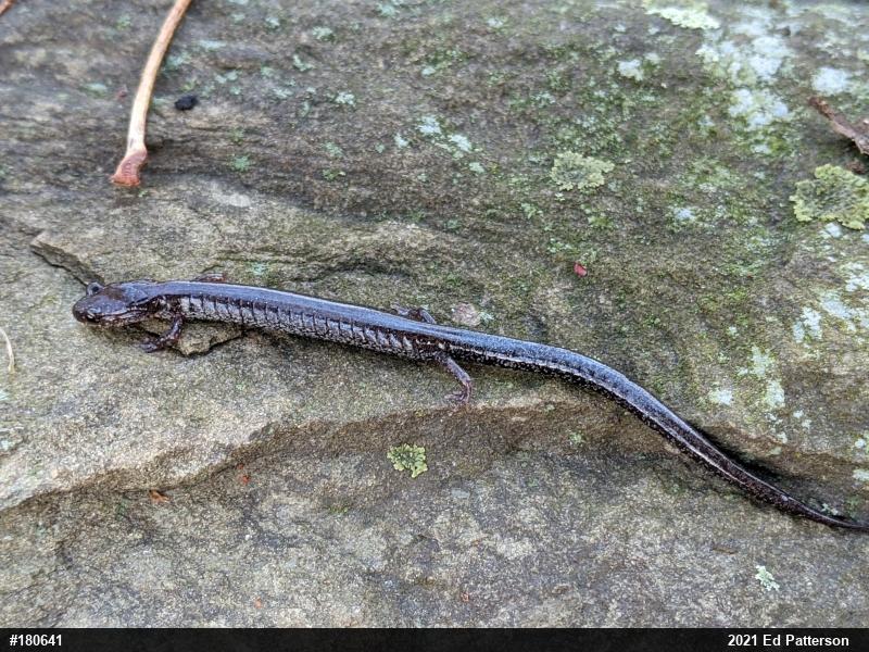 Valley And Ridge Salamander