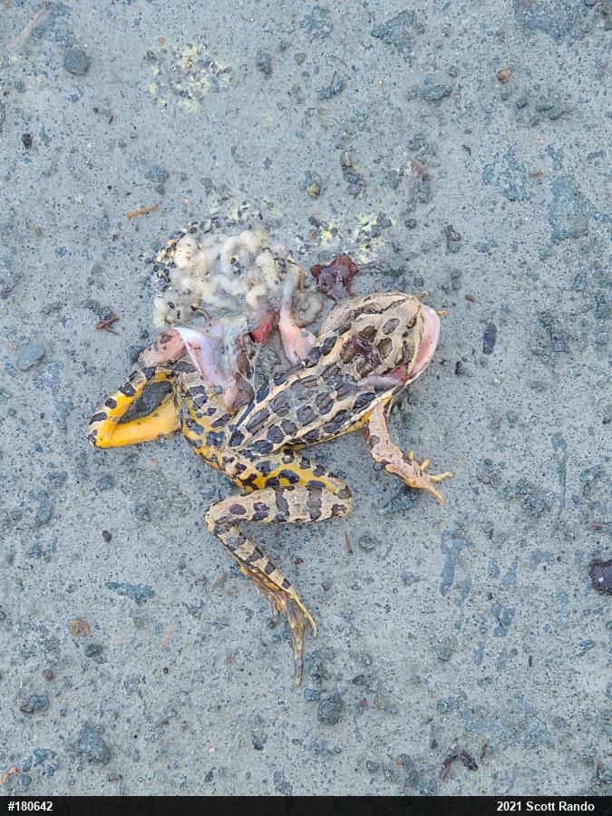 Pickerel Frog