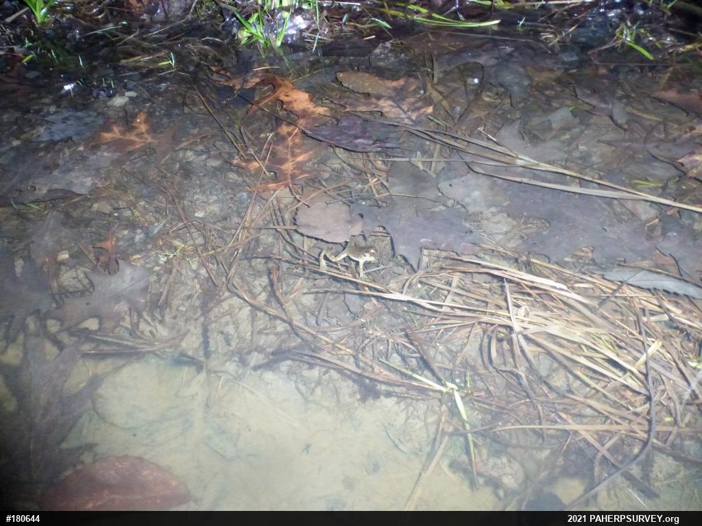 American Bullfrog