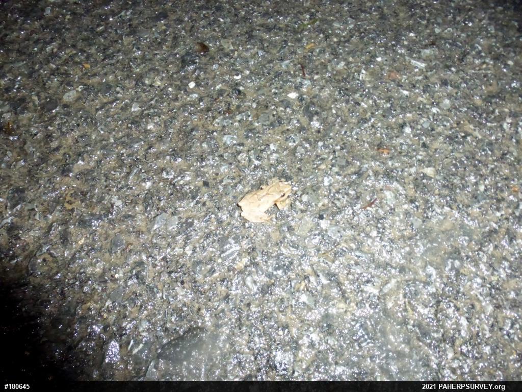 Spring Peeper