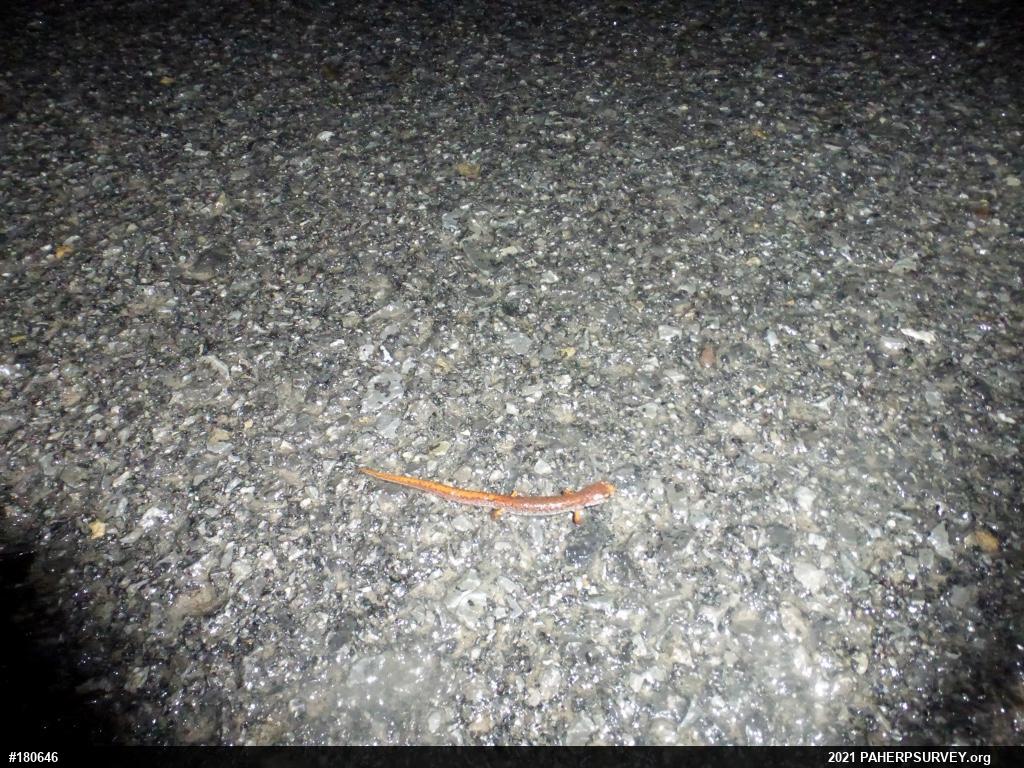 Four-toed Salamander