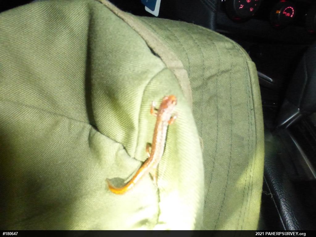 Four-toed Salamander