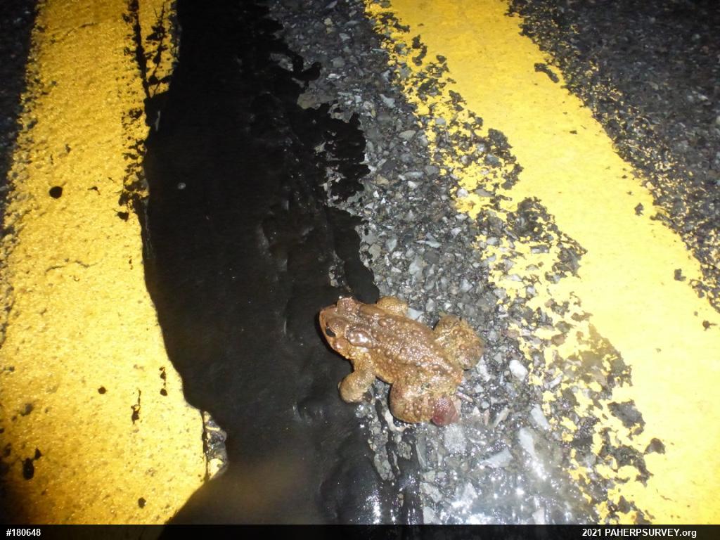 Eastern American Toad