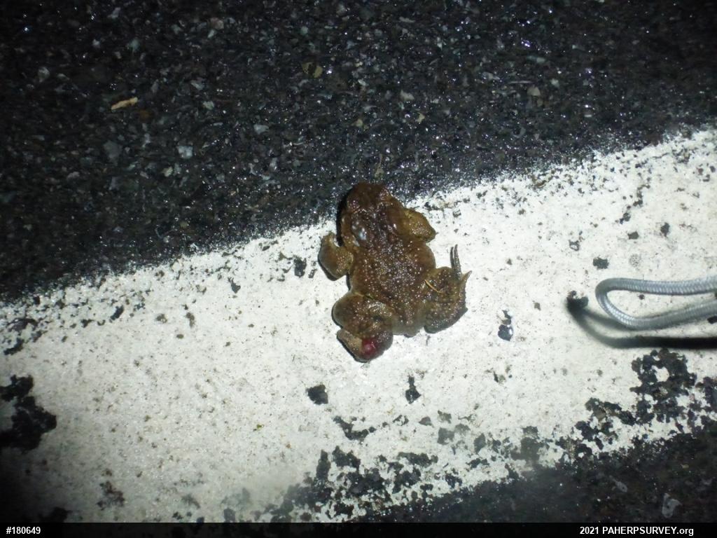 Eastern American Toad
