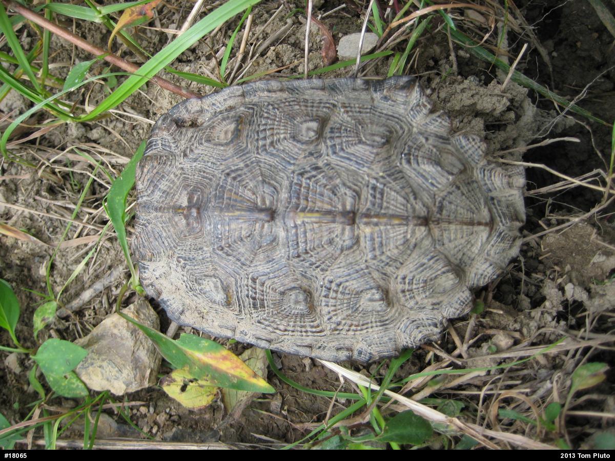 Wood Turtle