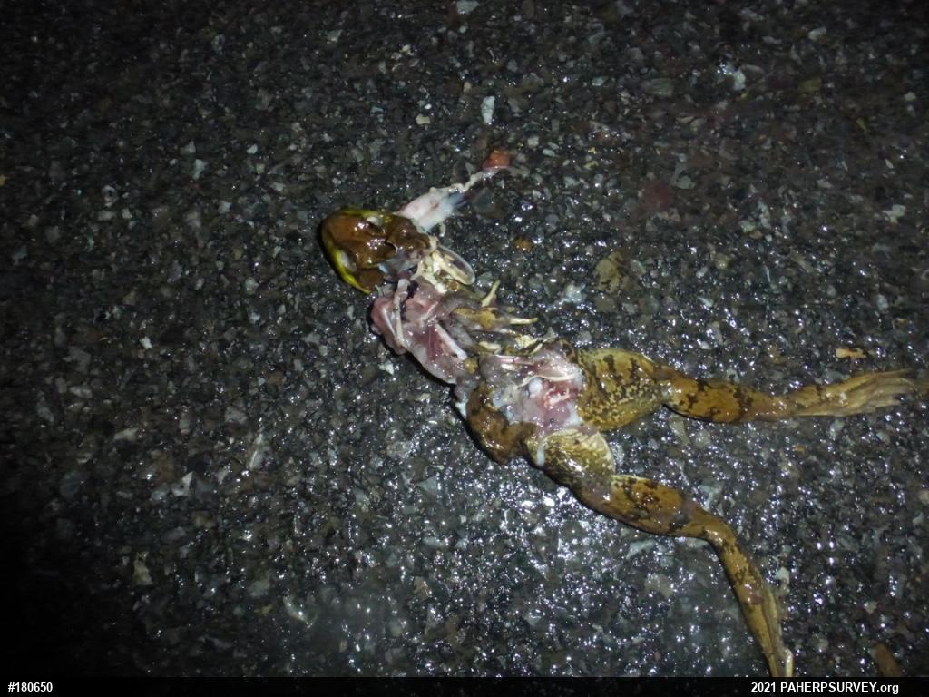 True Frogs