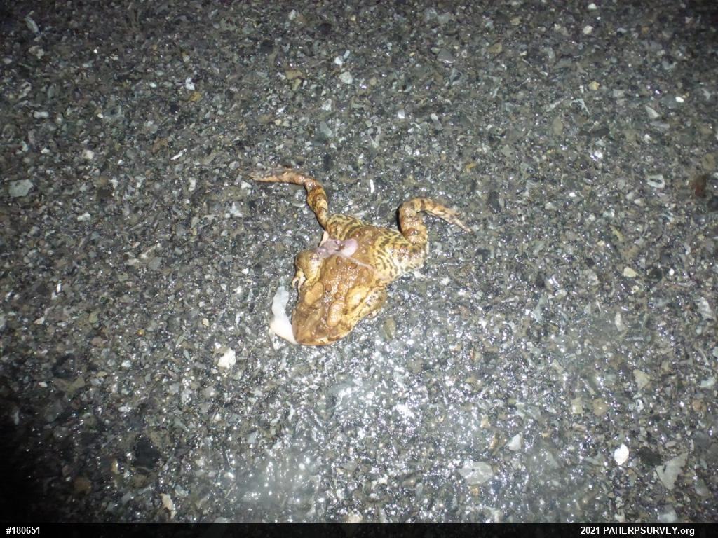 Eastern American Toad