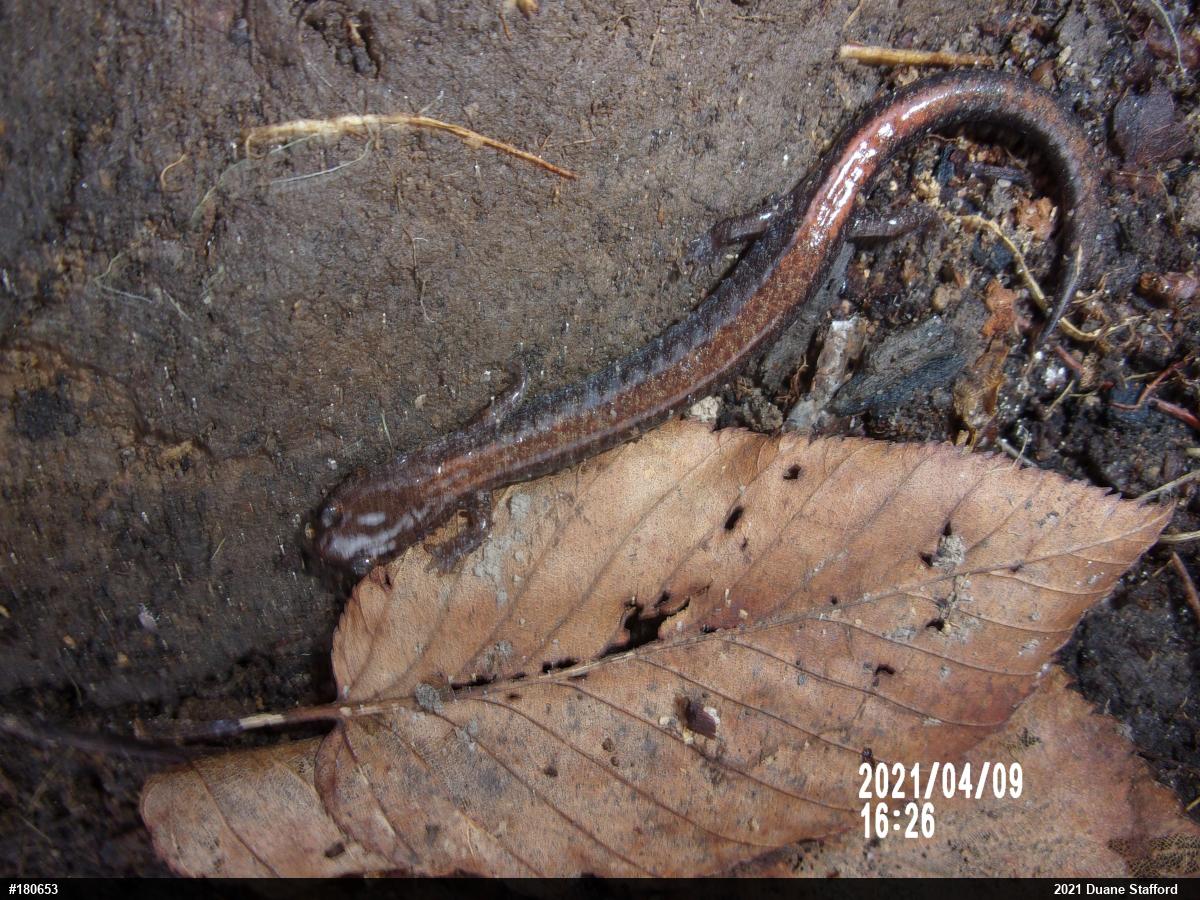 Eastern Red-backed  Salamander