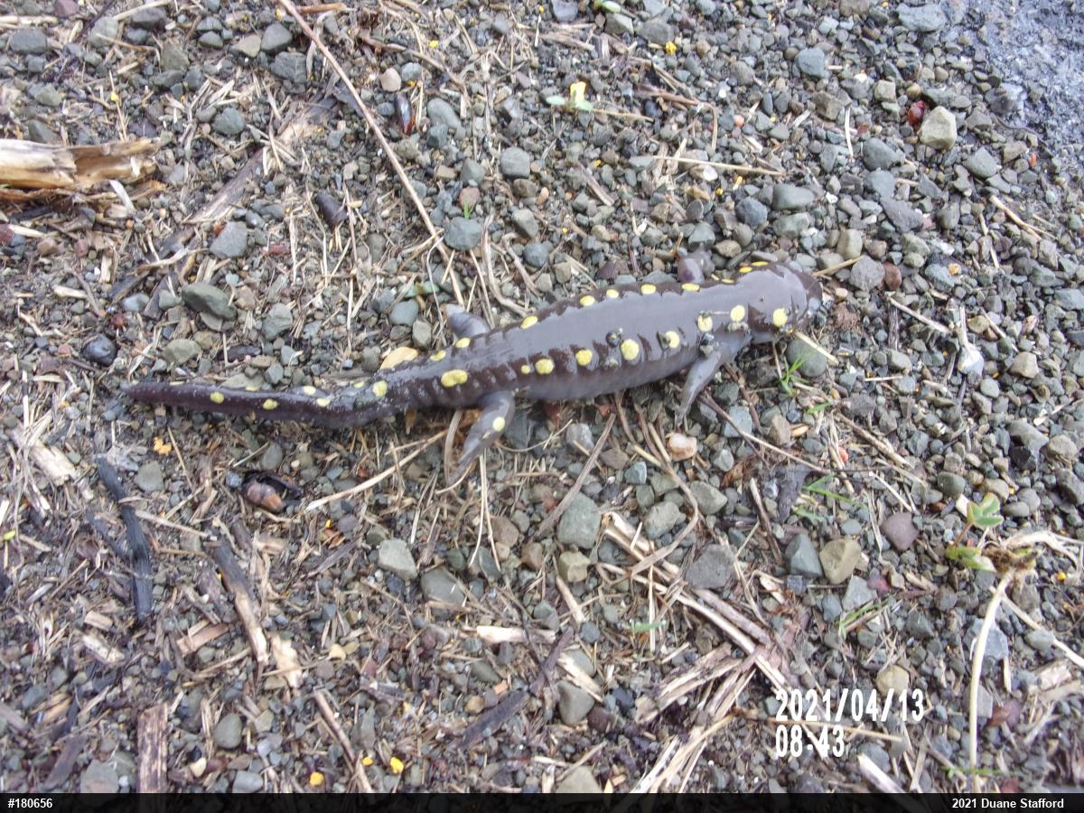 Spotted Salamander