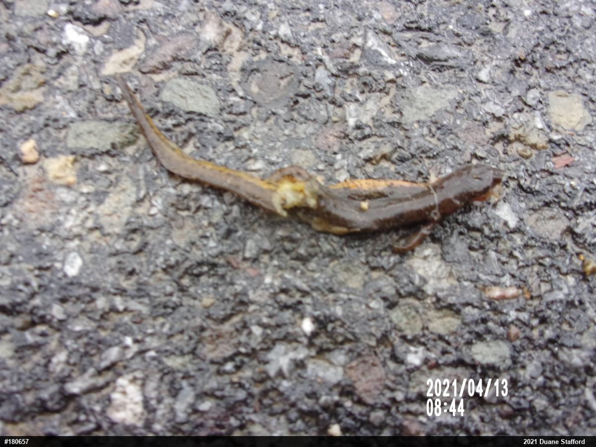 Red-spotted Newt