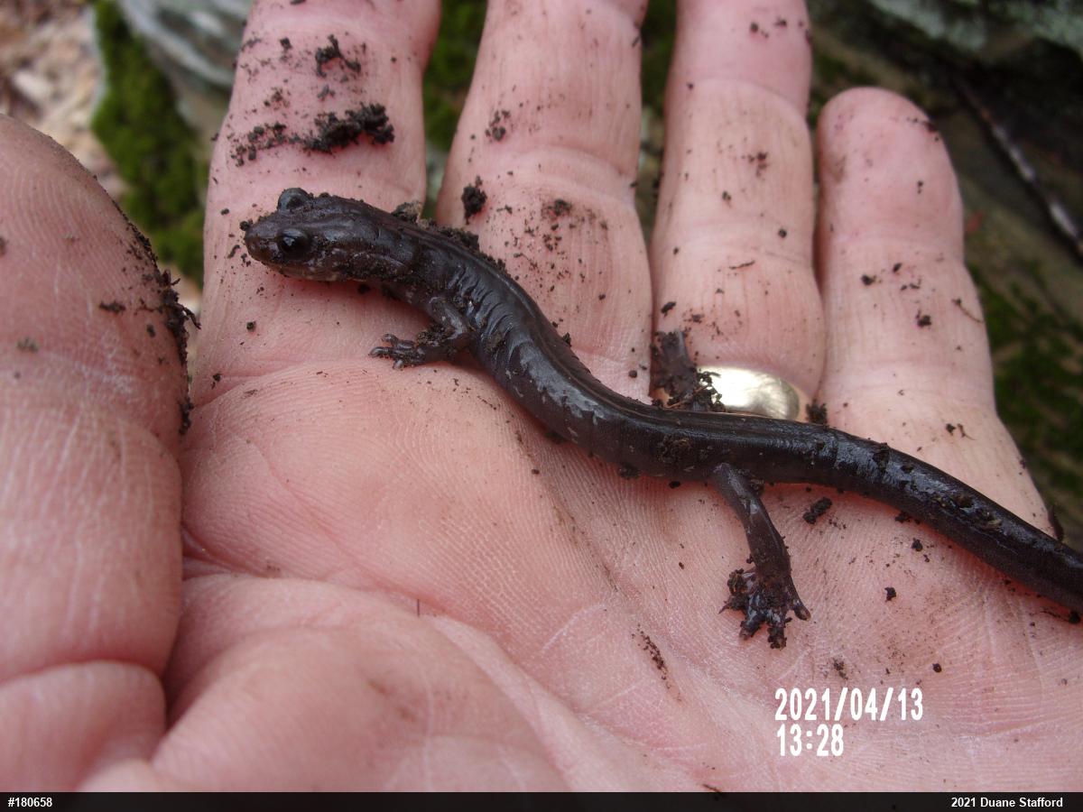 Wehrle's Salamander
