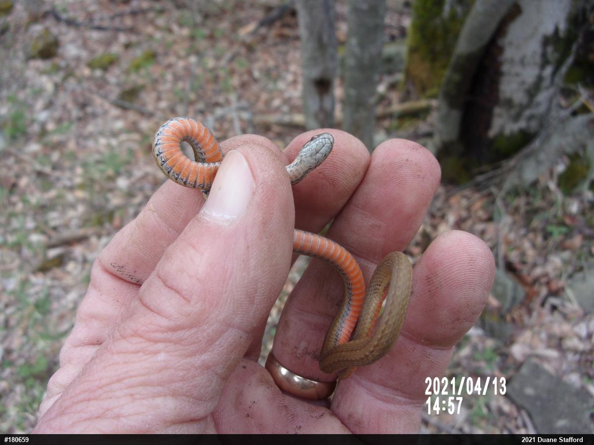 Red-bellied Snake