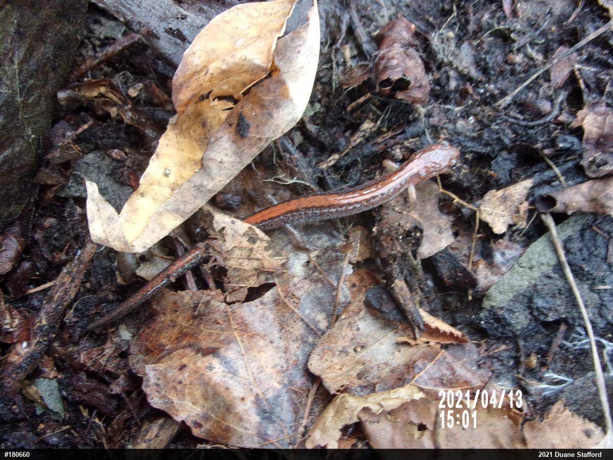 Eastern Red-backed  Salamander