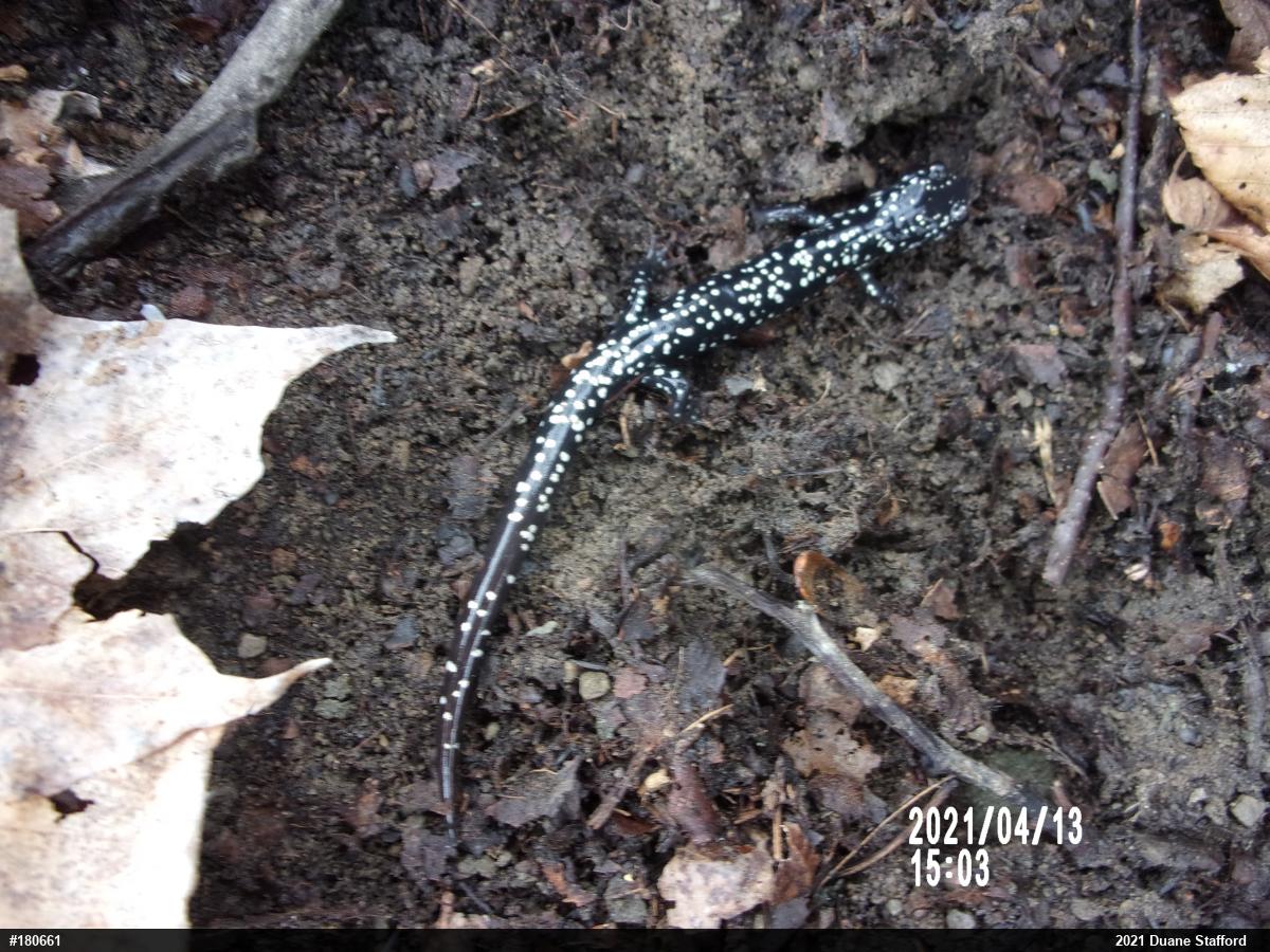 Northern Slimy Salamander