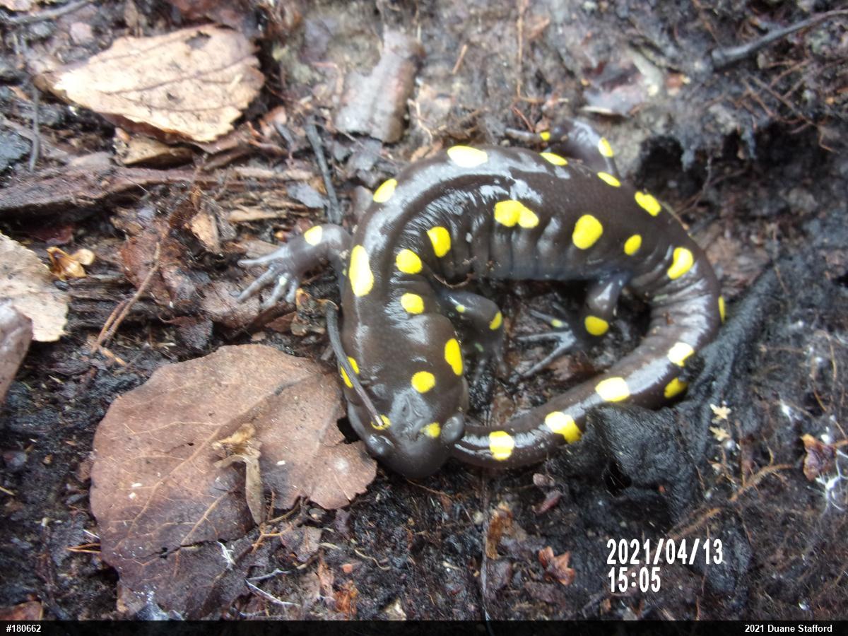 Spotted Salamander
