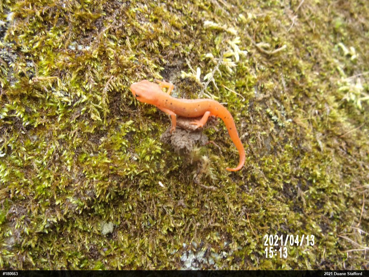 Red-spotted Newt