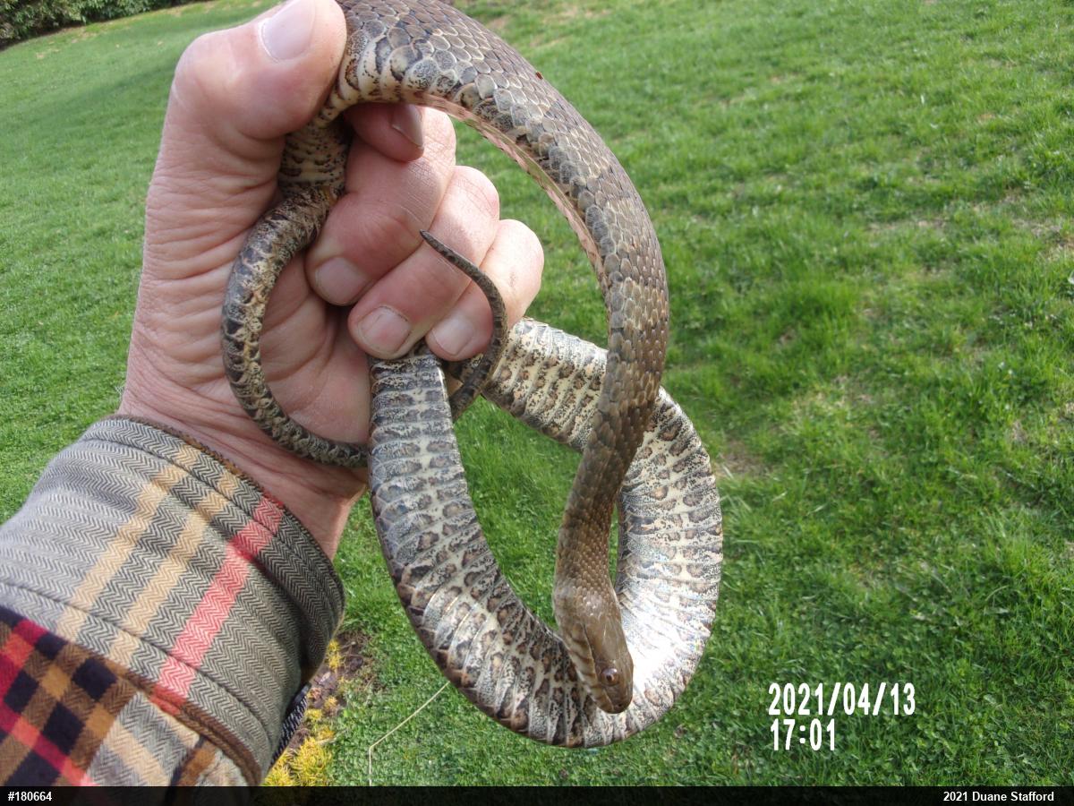 Northern Watersnake