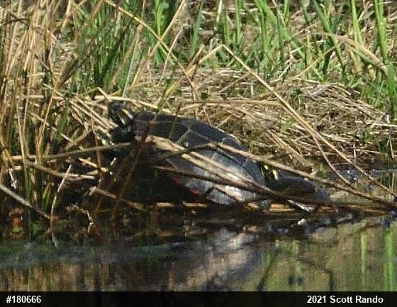 Eastern Painted Turtle