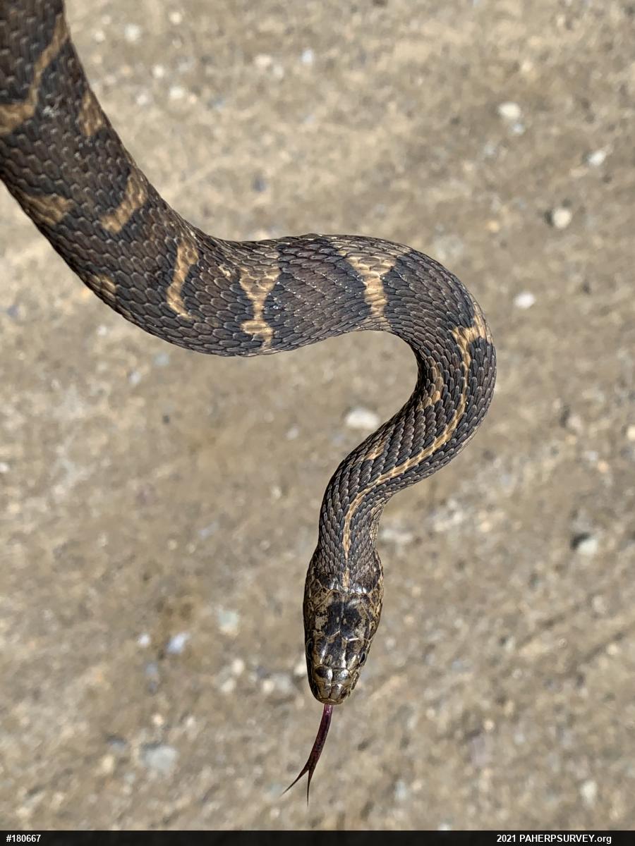 Northern Watersnake