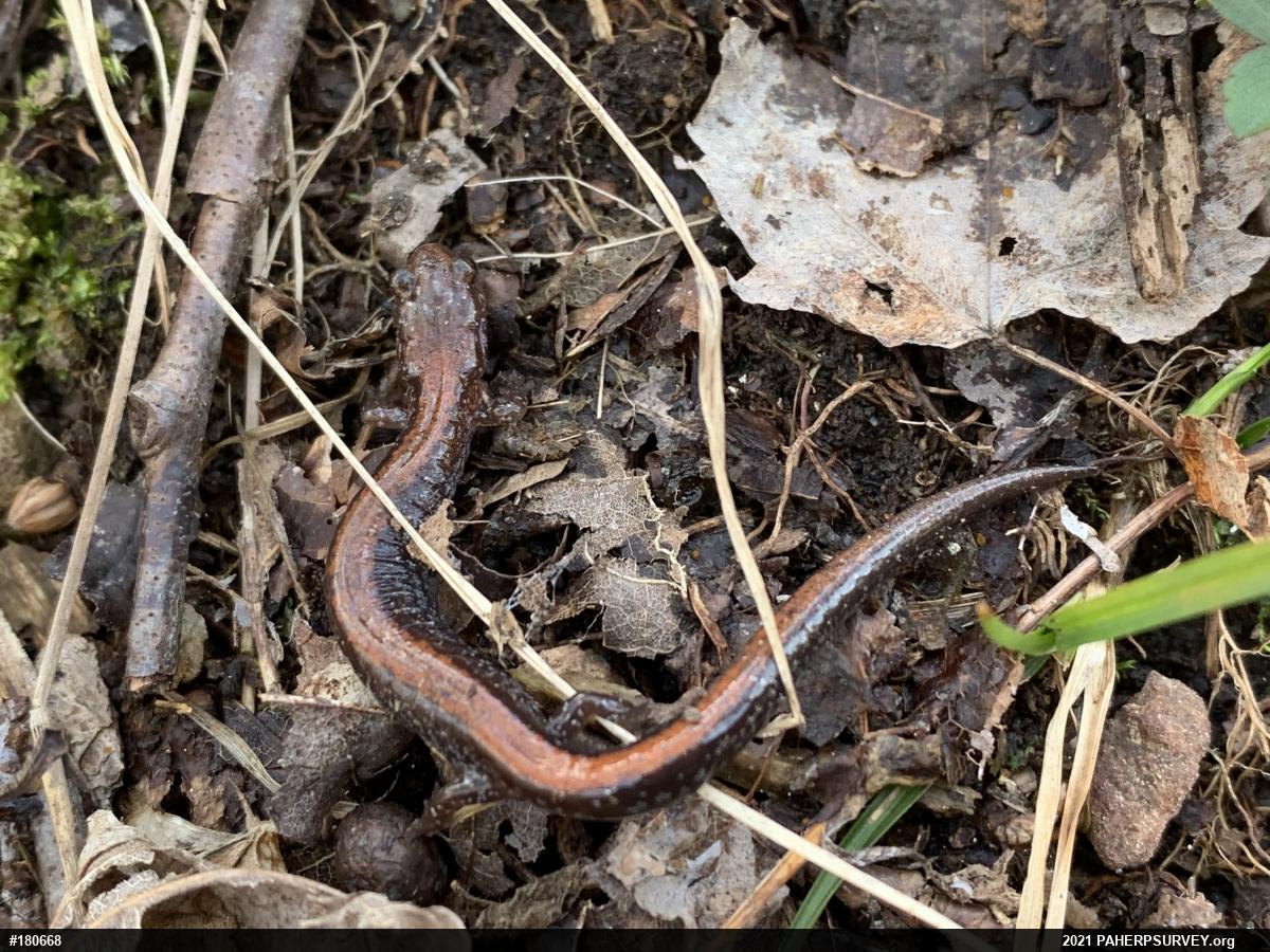 Eastern Red-backed  Salamander