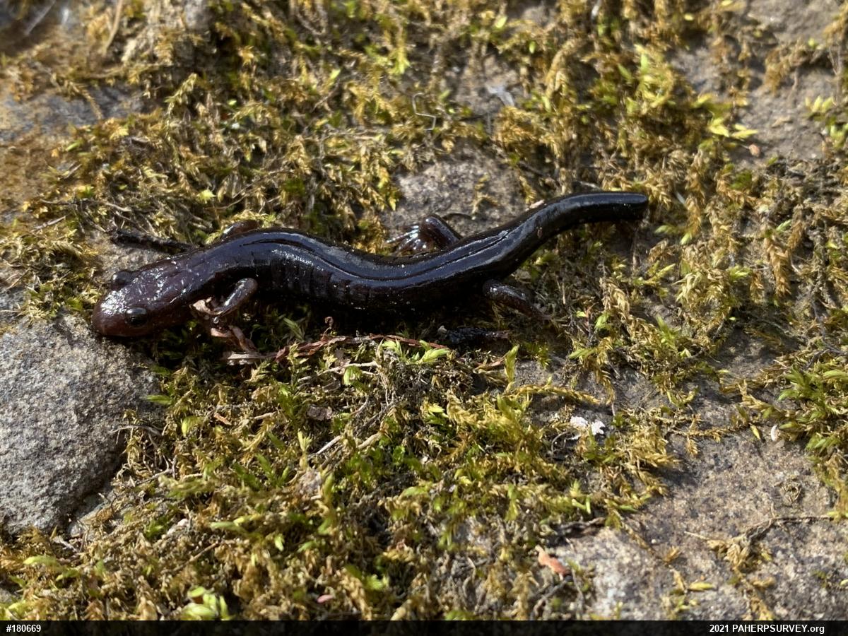 Allegheny Mountain Dusky Salamander