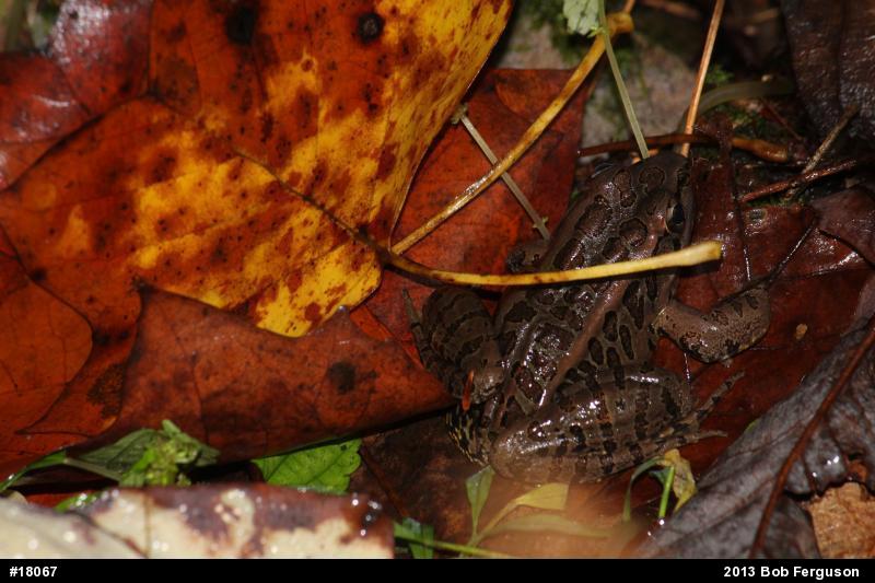 Pickerel Frog