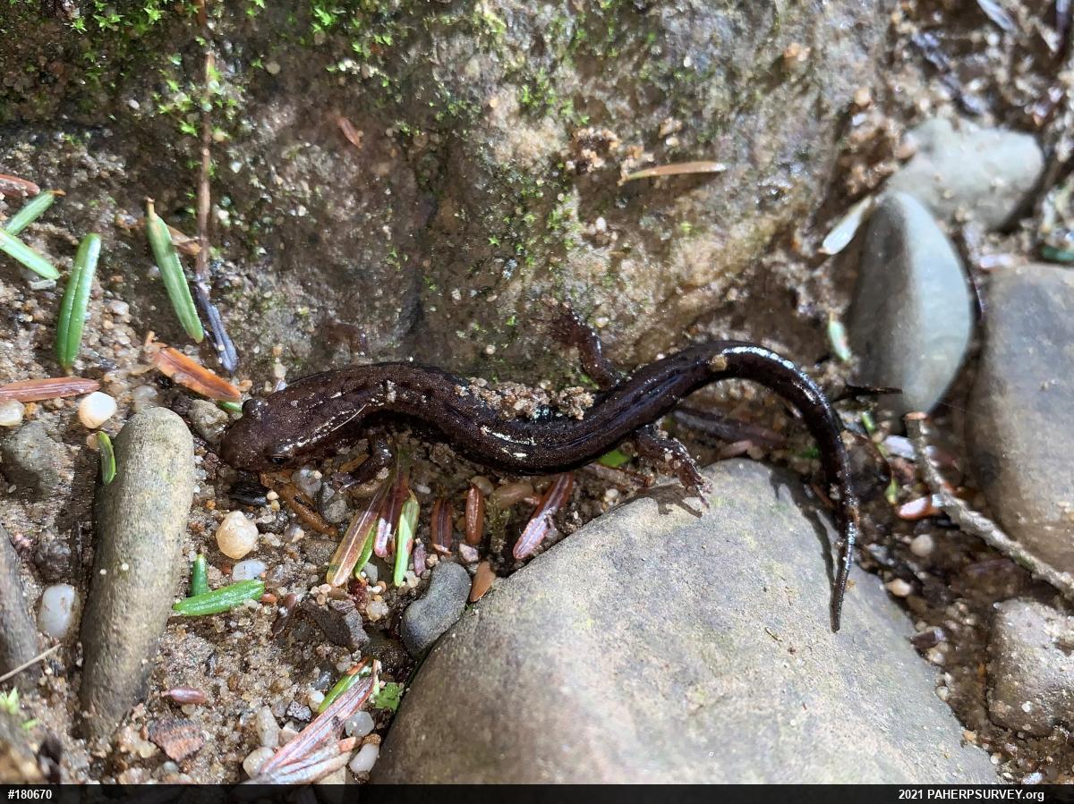 Allegheny Mountain Dusky Salamander