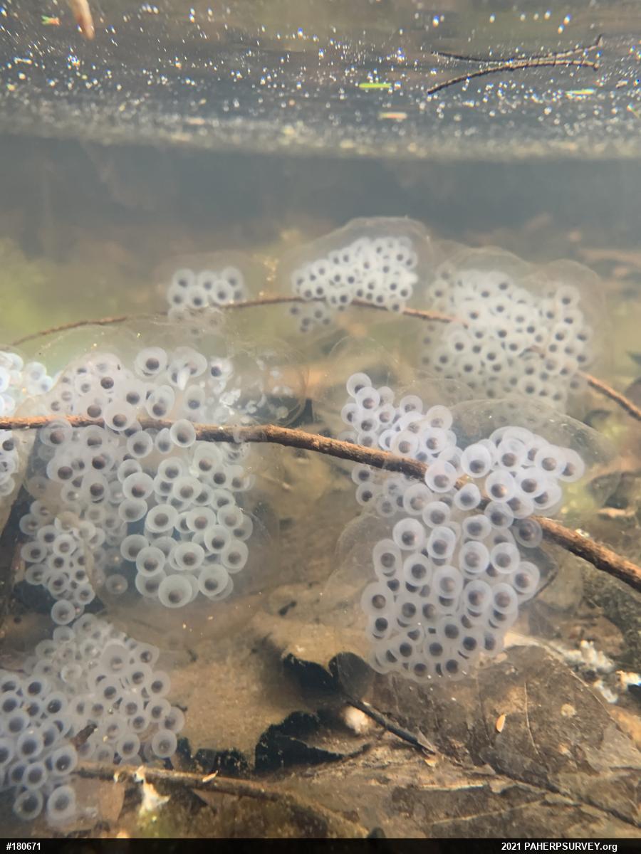 Spotted Salamander