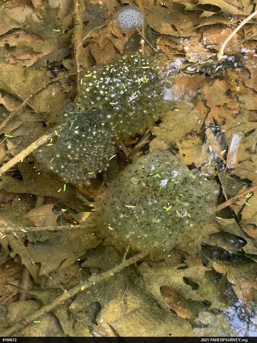 Wood Frog